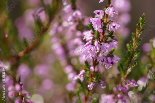 Lavender. Vibrant pink common heather  Calluna vulgaris  blossoming outdoors. Botanical photo.