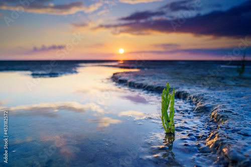 Salicornia edible plants growing in salt marshes, beaches, and mangroves photo