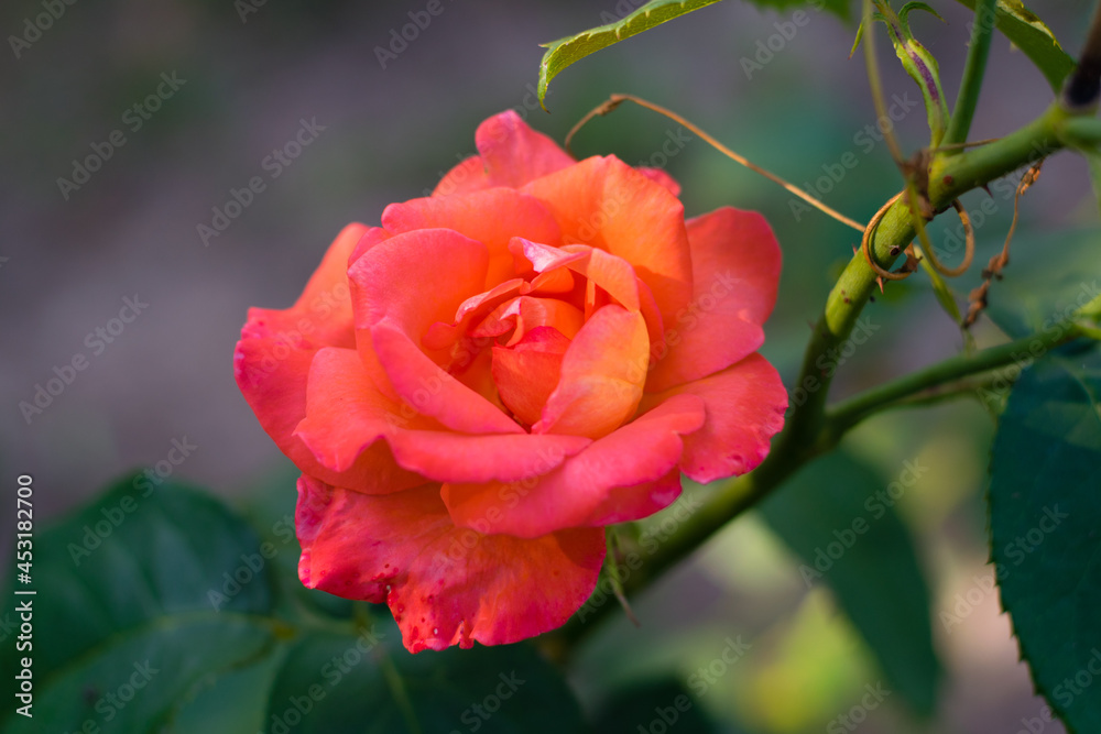 Beautiful pink rose in the garden on a summer sunny day