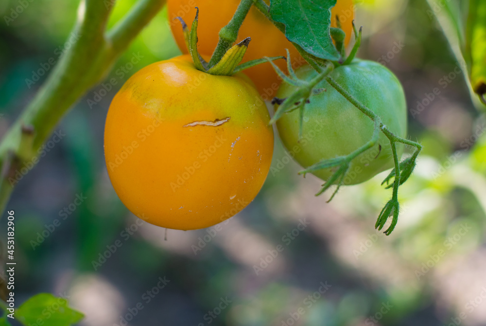 Yellow tomatoes in the garden on a sunny day. Organic farming in the country or in the garden. Harvest summer vegetables