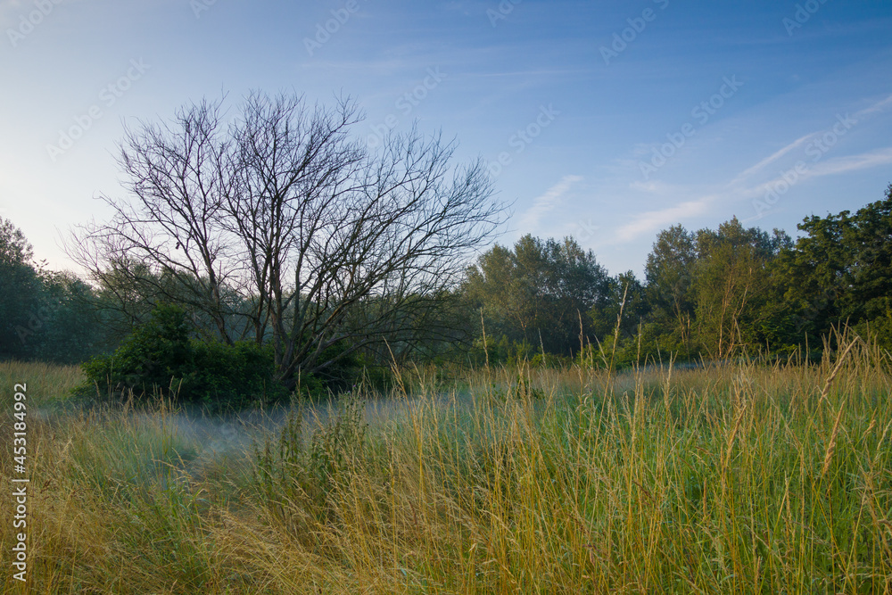 The clearing in the morning