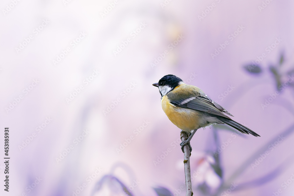 Tit Bird Sitting On Branch on Fantasy Mysterious Spring Blurred Background, Fabulous Fairy Tale Floral Garden with Portrait Of Cute Little Songbird, Beautiful Artistic Image Toned in Violet Color. Tit Bird Sitting On Branch on Fantasy Mysterious Spring Blurred Background, Fabulous Fairy Tale Floral Garden with Portrait Of Cute Little Songbird, Beautiful Artistic Image Toned in Violet Color.