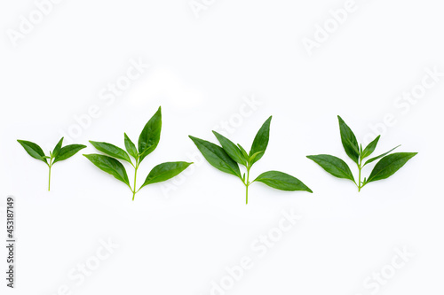 Kariyat or andrographis paniculata green leaves in petri dishes on white
