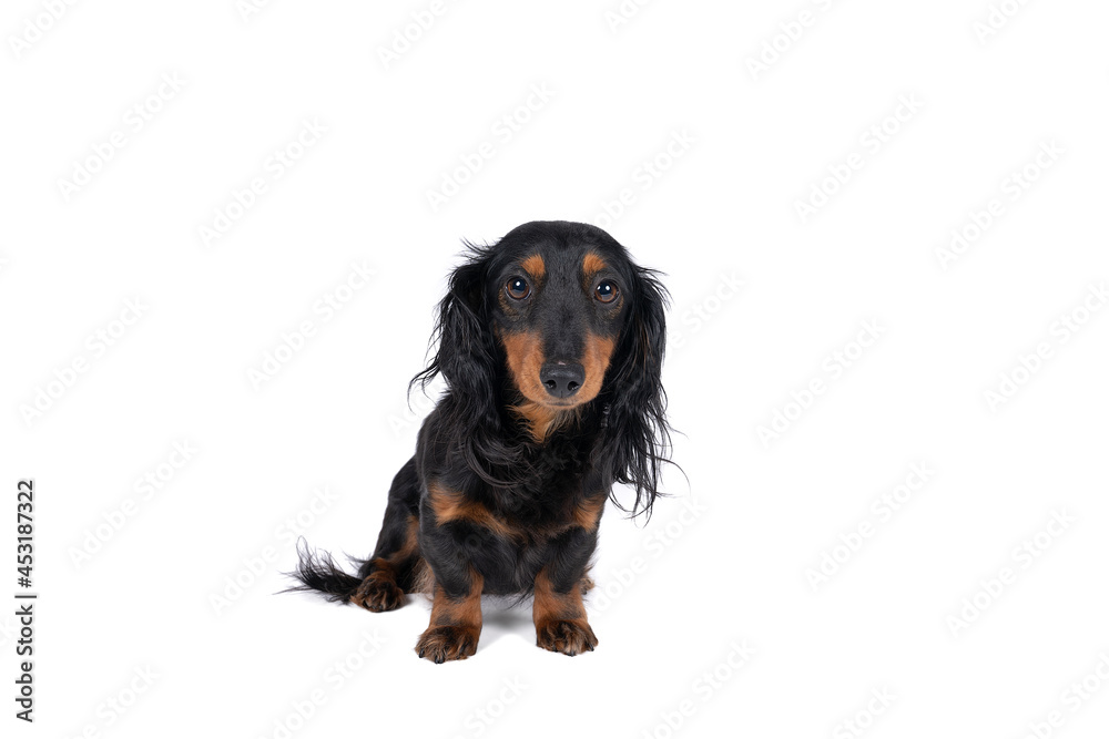 Closeup of an adult bi-colored longhaired wire-haired Dachshund dog isolated on a white background Closeup of an adult bi-colored longhaired wire-haired Dachshund dog isolated on a white background