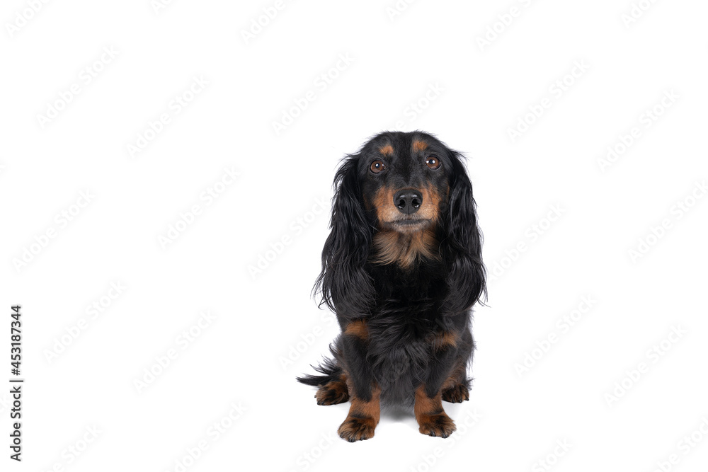 Closeup of an adult bi-colored longhaired  wire-haired Dachshund dog isolated on a white background
