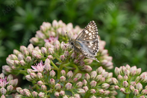 Common Checkered Skipper Feeding on Stonecrop Flowers