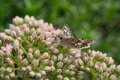 Common Checkered Skipper Feeding on Stonecrop Flowers