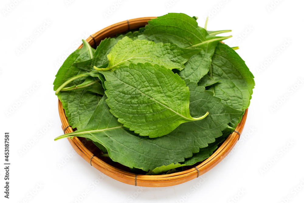 Tree Basil leaves (Ocimum gratissimum) in bamboo basket on white background. Tree Basil leaves (Ocimum gratissimum) in bamboo basket on white background.