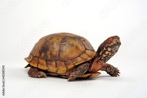 Three-toed box turtle, Common box turtle // Dreizehen-Dosenschildkröte, Carolina-Dosenschildkröte (Terrapene carolina triunguis)