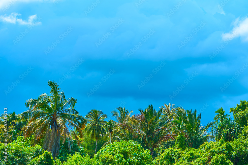 Amazing blue cloudy skies above jungle a