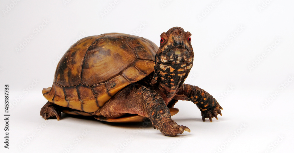 Fototapeta premium Three-toed box turtle, Common box turtle // Dreizehen-Dosenschildkröte, Carolina-Dosenschildkröte (Terrapene carolina triunguis)