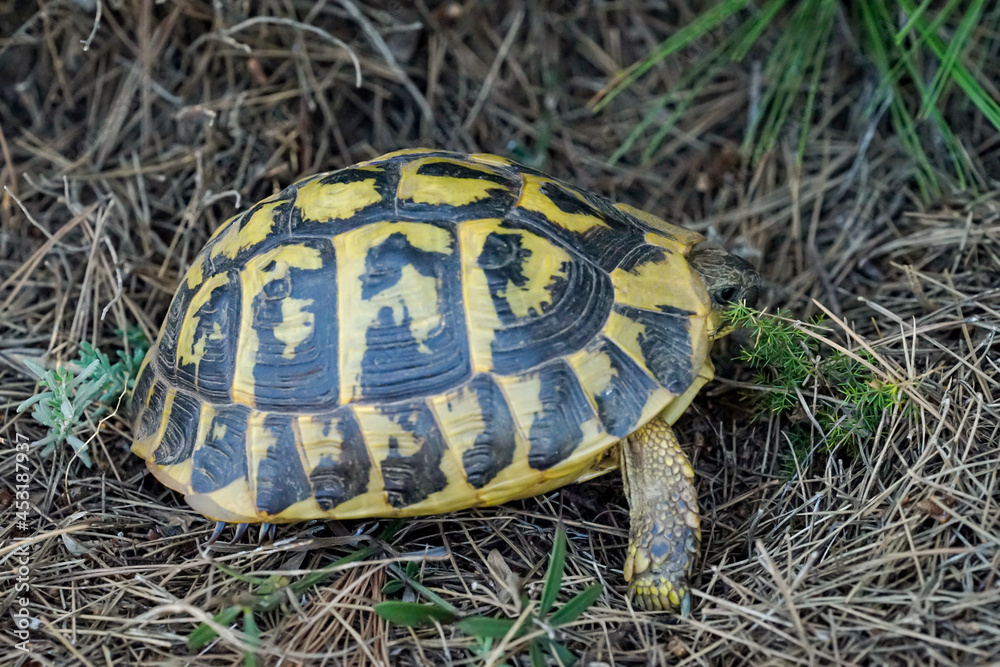 Eine Griechische Landschildkröte in freier Natur. Eine Griechische Landschildkröte in freier Natur.