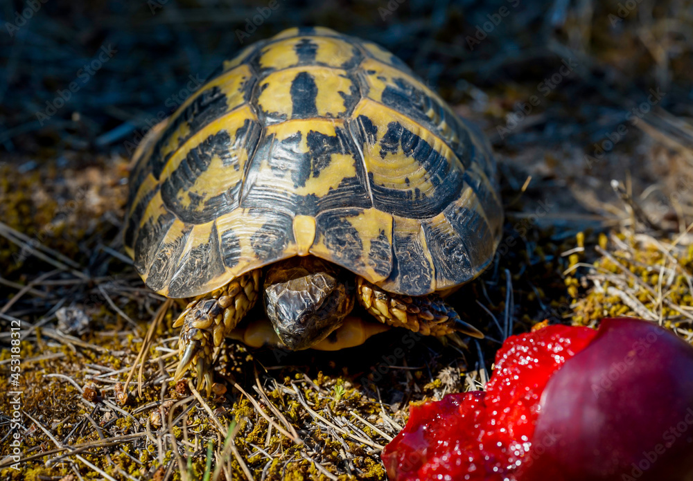 Obraz premium Eine Griechische Landschildkröte in freier Natur.