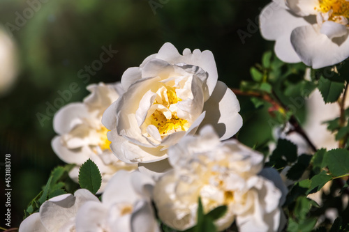 Flowering rosehip bush on a sunny summer day, close-up. Delicately white flowers on a branch of rose hips.