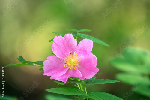 Blooming rosehip flower  beautiful pink flower on a bush branch. Beautiful natural background of blooming greenery.