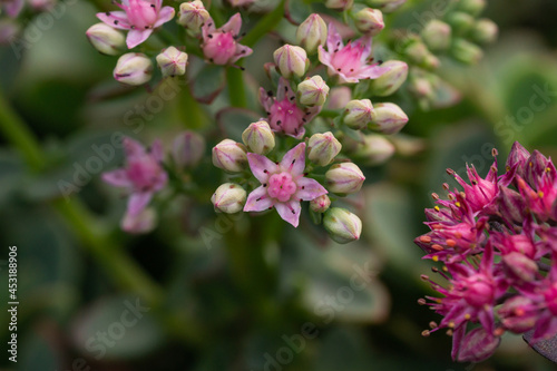 Stonecrop Flowers in Bloom in Summer