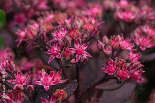 Stonecrop Flowers in Bloom in Summer