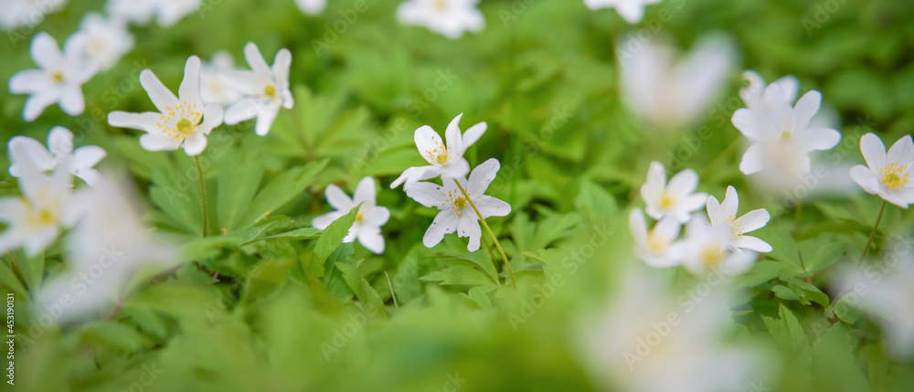 white flowers among greenery on a sunny day white flowers among greenery on a sunny day