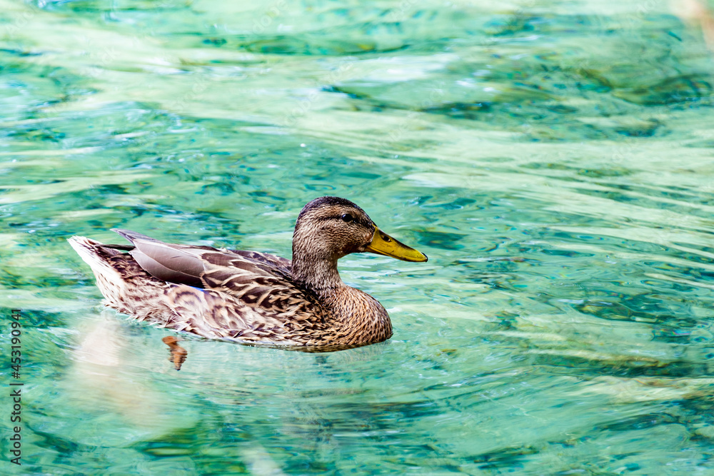 Fototapeta premium duck on the water