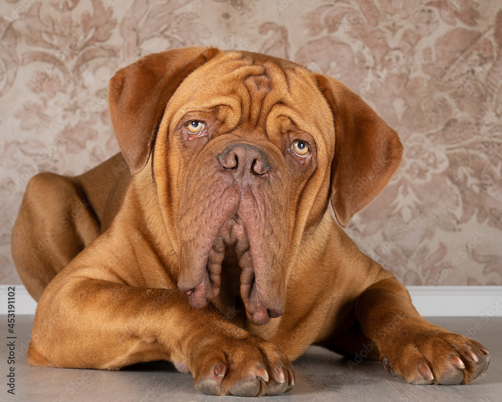 Portrait of an adult Dogue de Bordeaux dog lying on the floor looking at the camera curiously