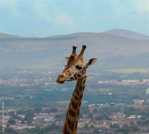 Canvas Print Edinburgh Zoo Giraffe