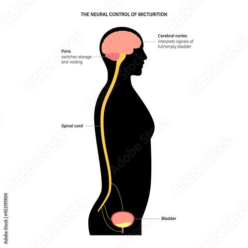 Micturition neural control