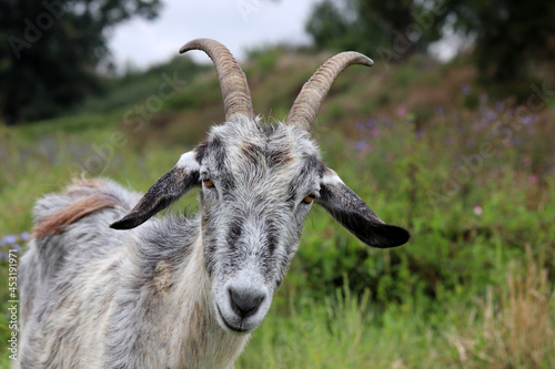 Grey goat looking into camera. Horned goat portrait grazing on a meadow on forest edge © Oleg