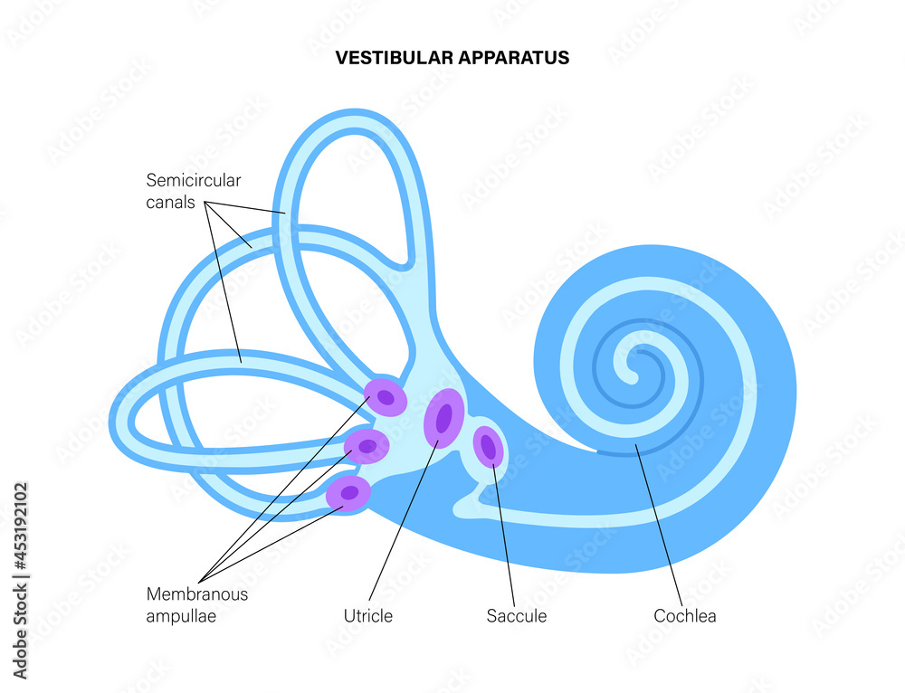 Vestibular apparatus anatomy Stock Vector Biology Diagrams