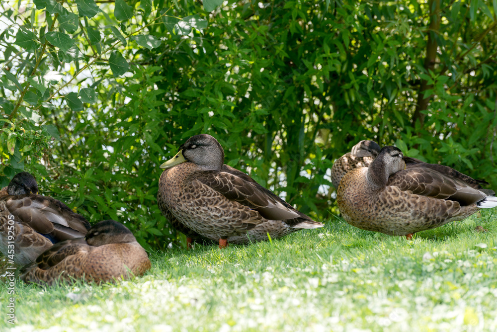 The Mallard, Young Grey Common Ducks in a pond. The Mallard, Young Grey Common Ducks in a pond.
