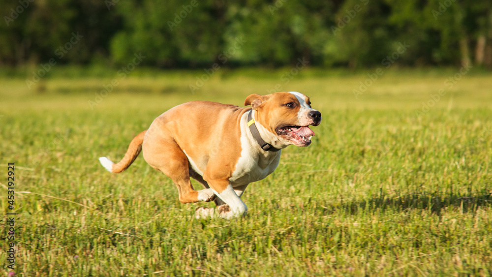 Staffordshire Bull Terrier running straight at the camera