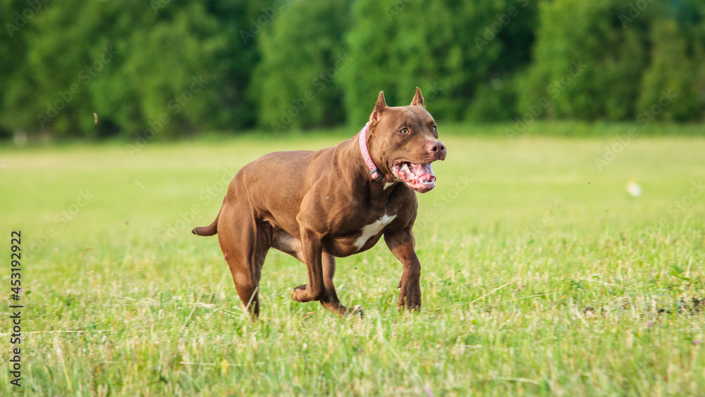 Pit Bull running full speed at lure coursing sport Pit Bull running full speed at lure coursing sport