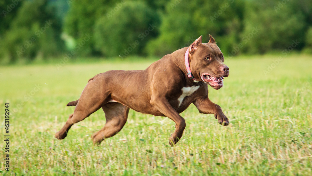 Pit Bull running full speed at lure coursing sport