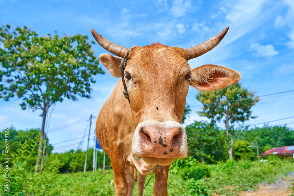 Close up portrait of curious cow grazing on the roadside Close up portrait of curious cow grazing on the roadside