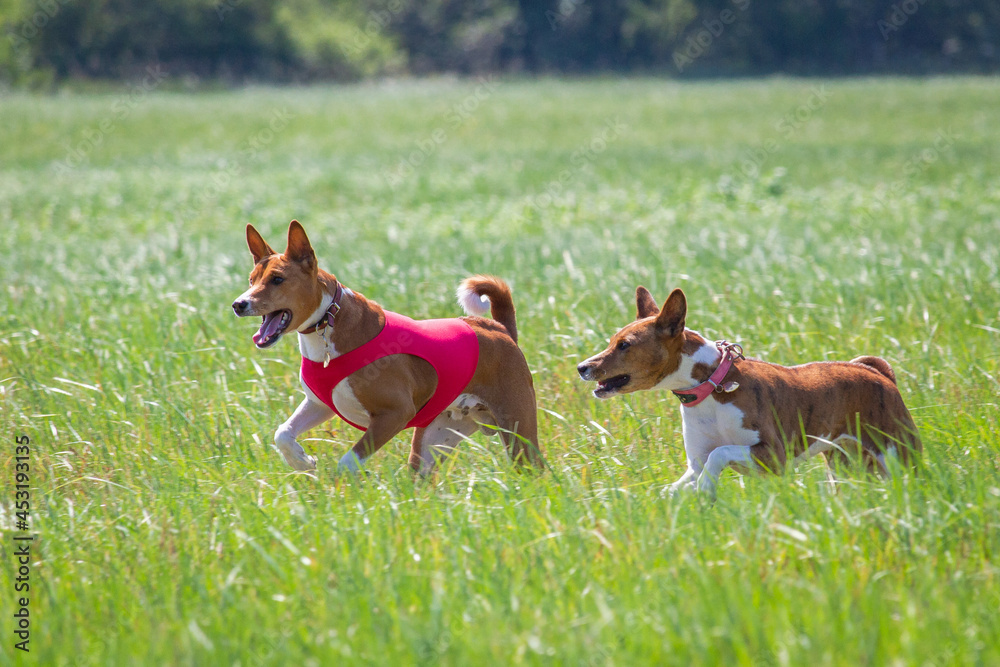 Basenjis running qualification for lure coursing championship