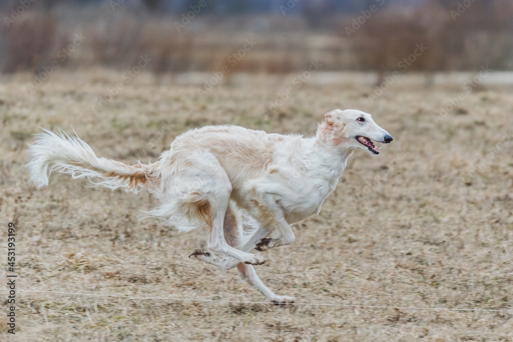 russian borzoi dog running lure coursing competition on field russian borzoi dog running lure coursing competition on field