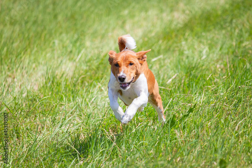 basenji lifted off the ground during the dog race competition © Aleksandr Tarlokov