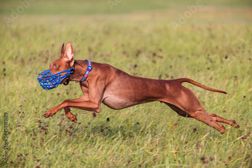 cirneco dell etna running full speed at lure coursing photo