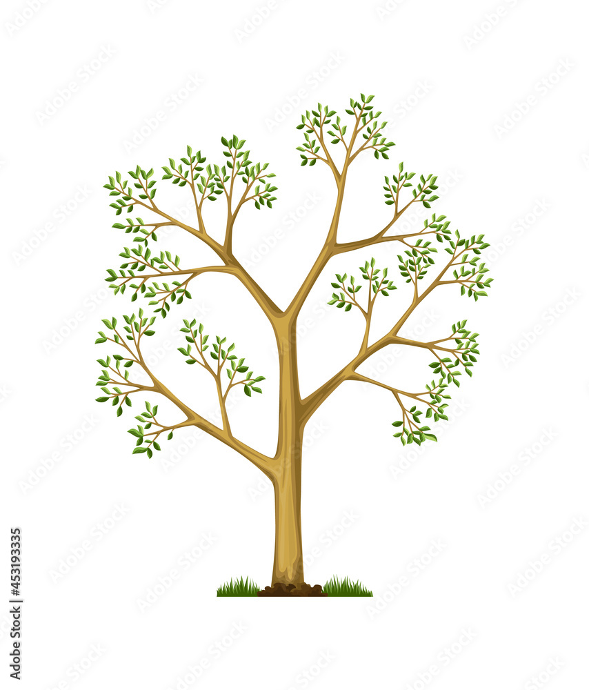 Stage of tree growth. Large tree growth with green leaf and branches. Nature plant illustration