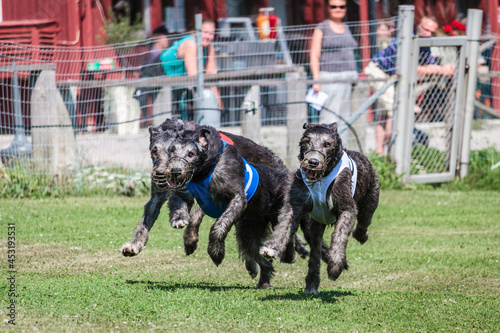 Three greyhound dogs running at racing competion