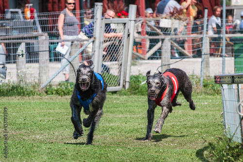 Photography two greyhound dogs running at racing competion