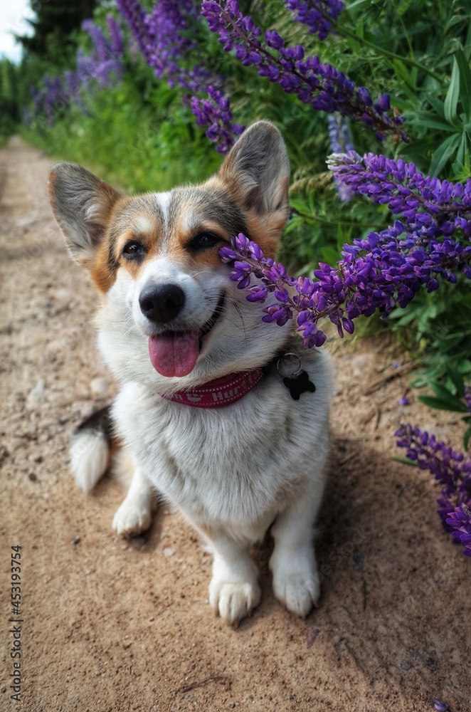 Smilling corgi dog and violet lupins, flowerbed in summer