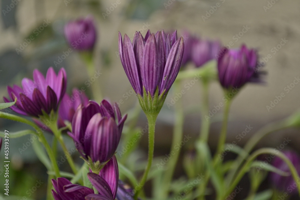 purple crocus flowers in a garden purple crocus flowers in a garden