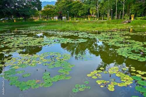 Water lilies lake in a green recreation park