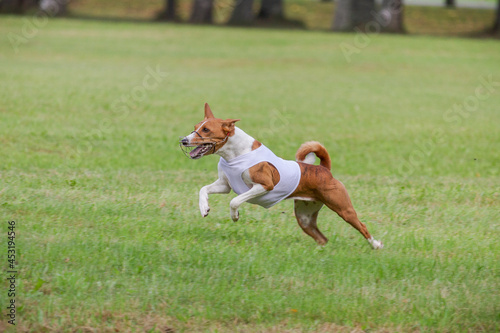 Basenji running in green field on lure coursing competition