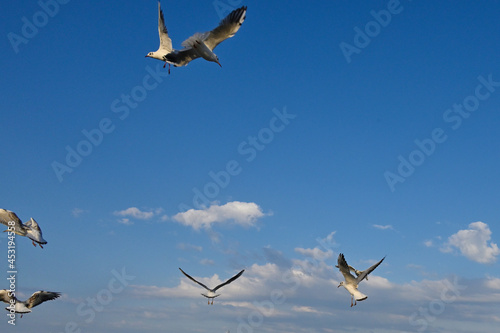 Sky and birds