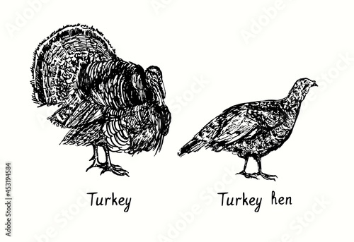 Turkey male  and female side view. Ink black and white doodle drawing in woodcut style illustration