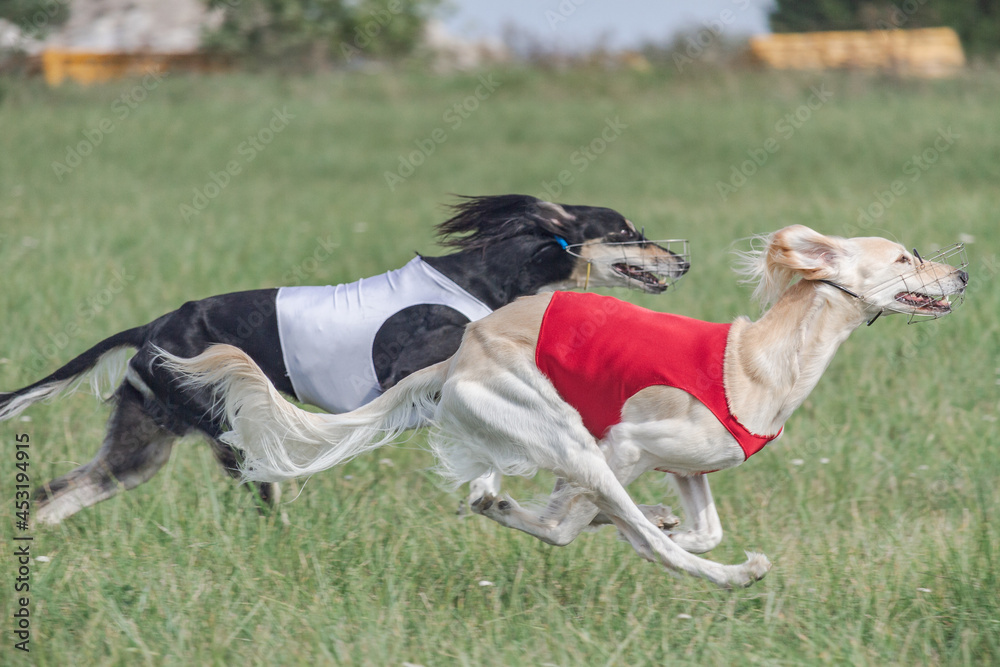 two saluki dogs running in the field on competition two saluki dogs running in the field on competition