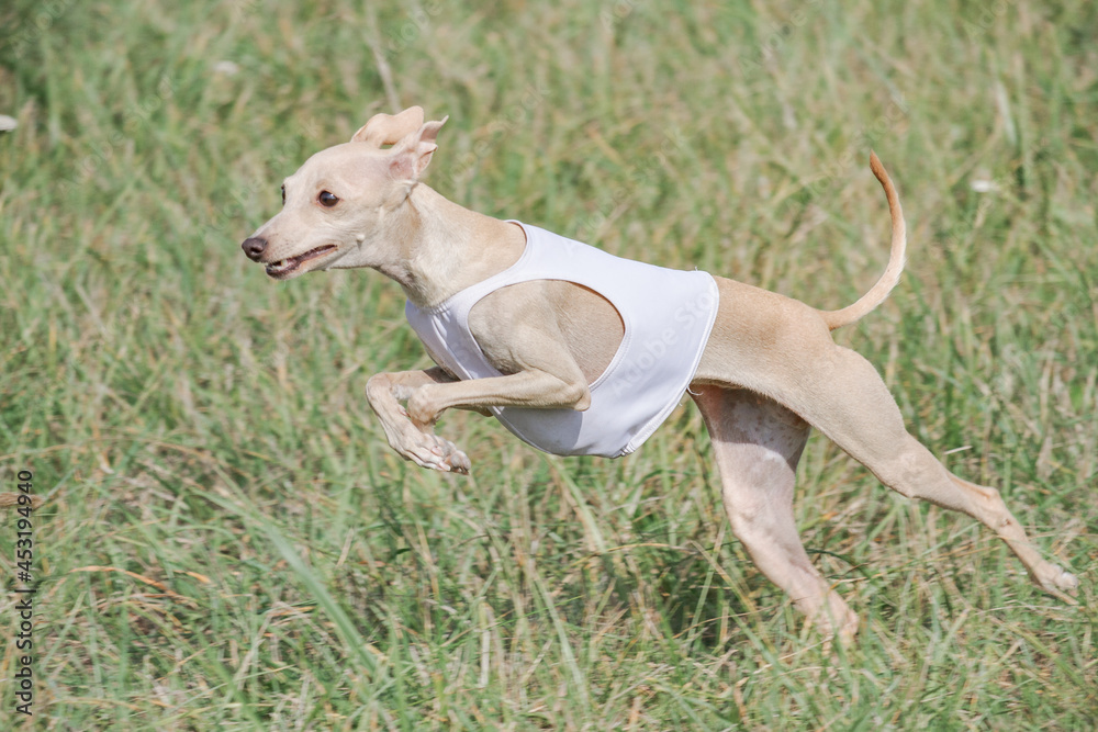 Italian Greyhound running in lure coursing competition