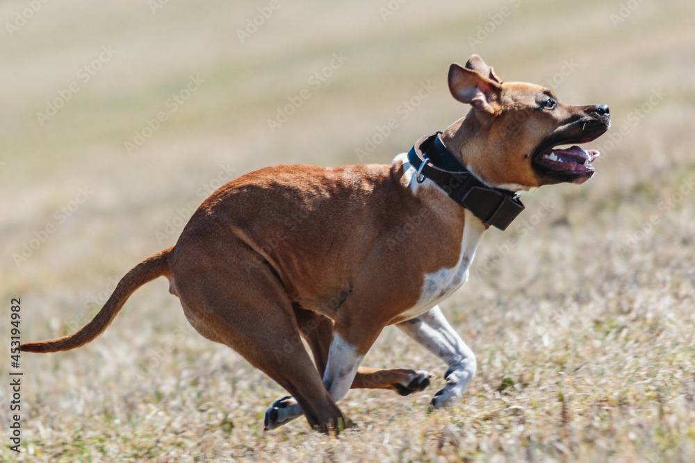 Staffordshire Bull Terrier running straight at the camera Staffordshire Bull Terrier running straight at the camera