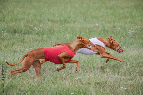 Two cirneco dell etna running full speed at lure coursing photo
